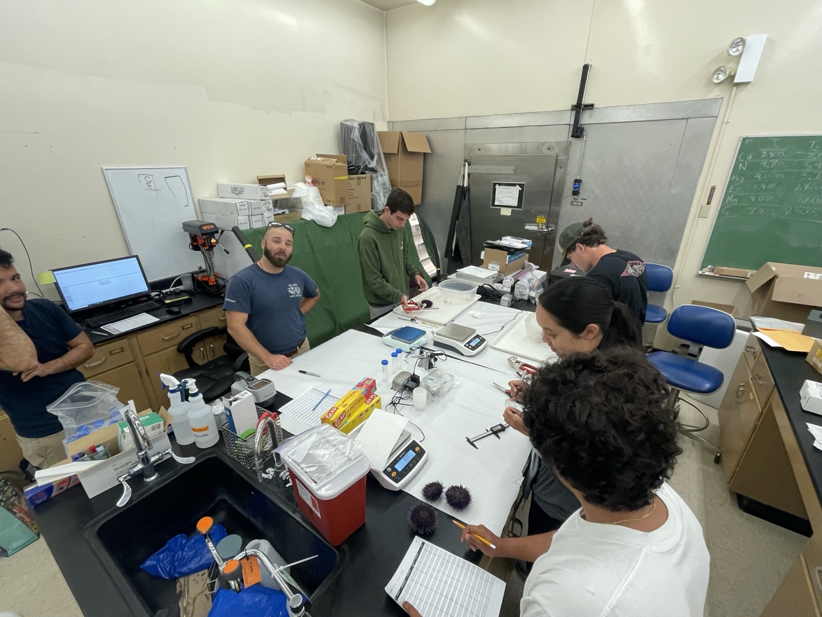 Team dissecting urchins